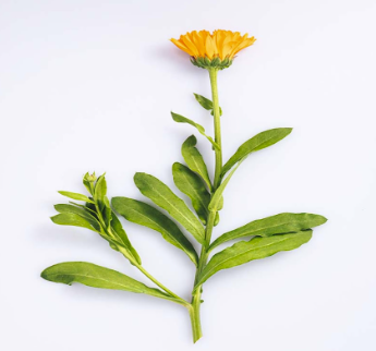 Caléndula orgánica x 150g