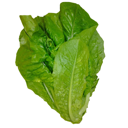 Lechuga Romana Orgánica x Unidad