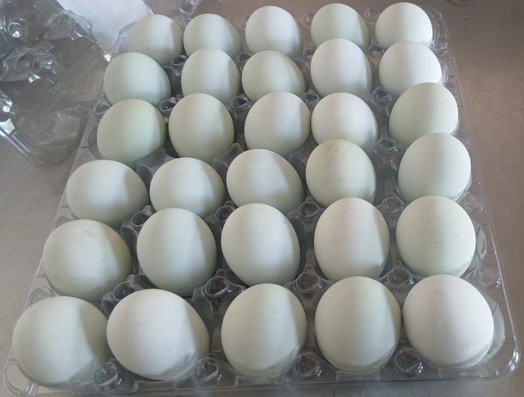 Huevos Criollos Azul x 30Und.