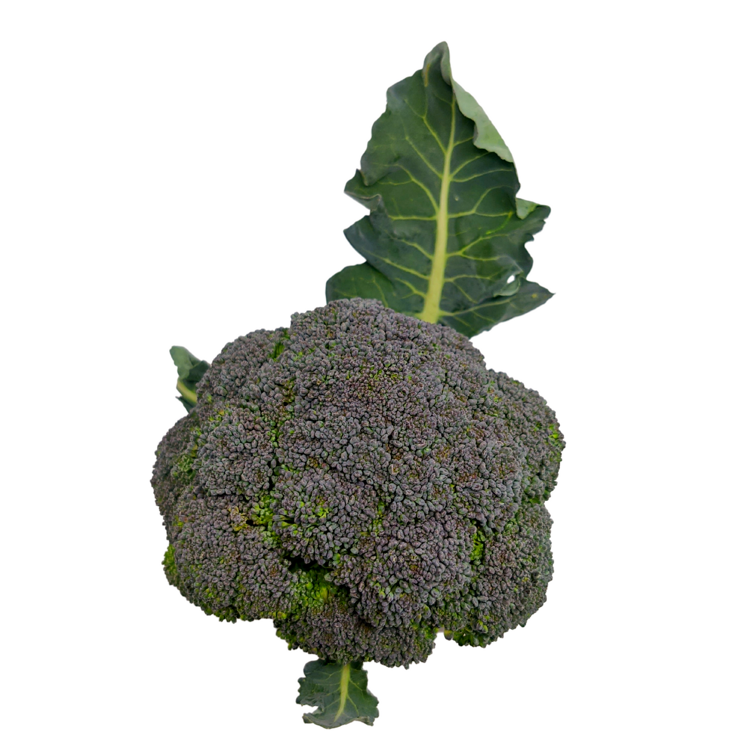 Brócoli Orgánico x Unidad