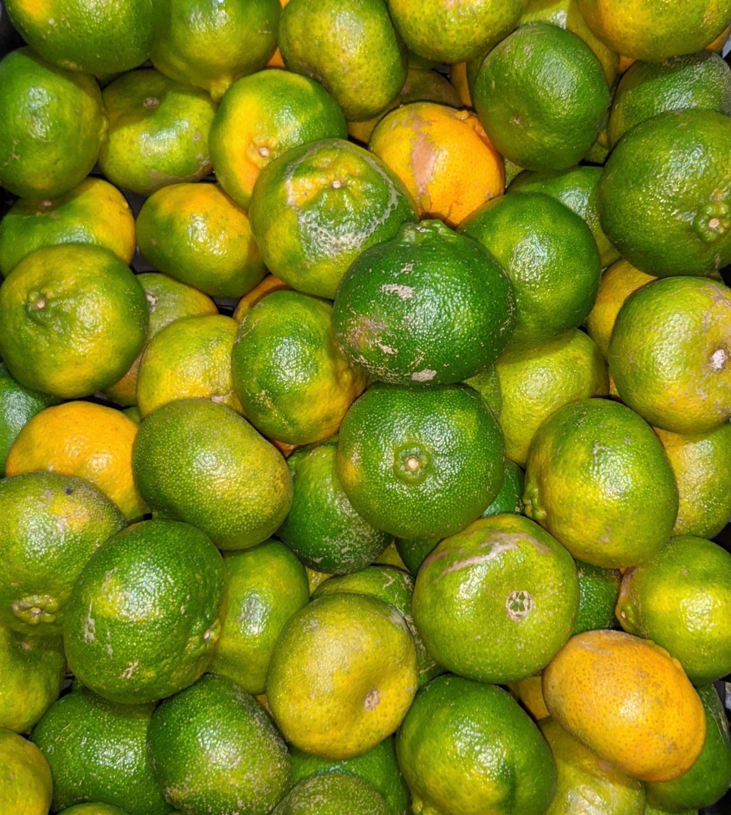 Mandarina Arrayana x 500 g