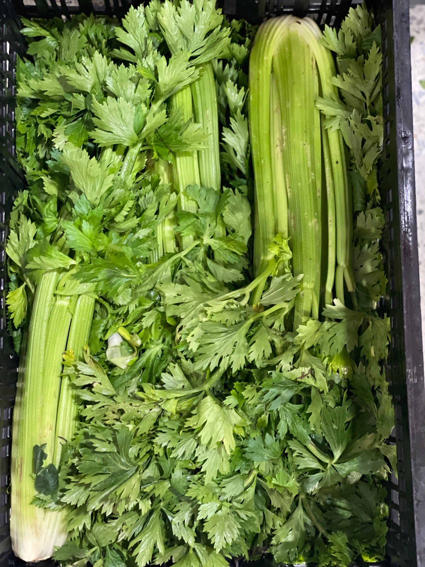 Apio Orgánico x 500 g