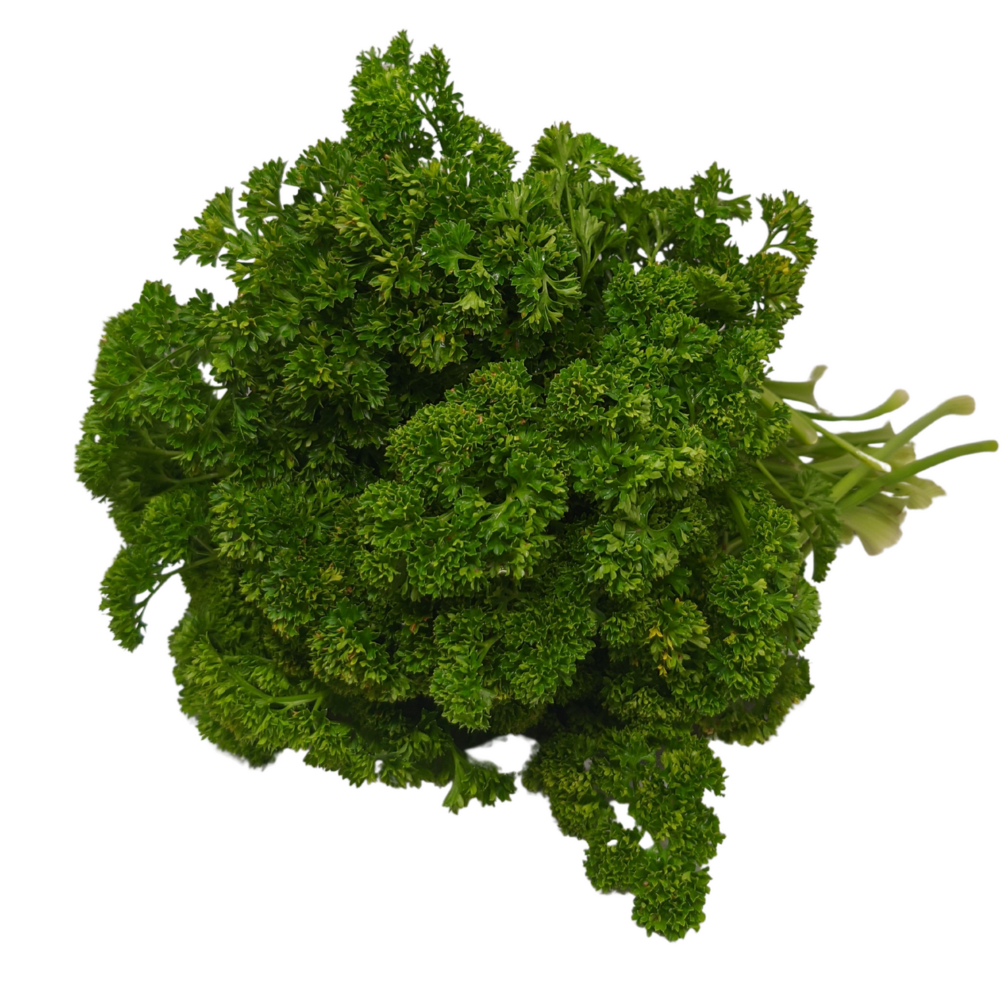 Perejil Crespo Orgánico x 100 g