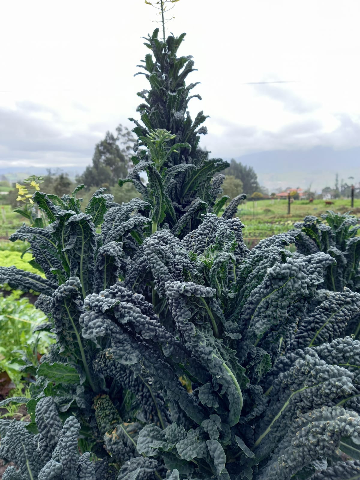 Kale Liso Orgánico x 150 g