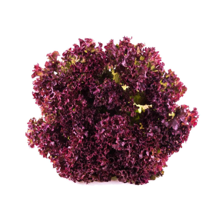 Lechuga Crespa Morada Orgánica x Unidad
