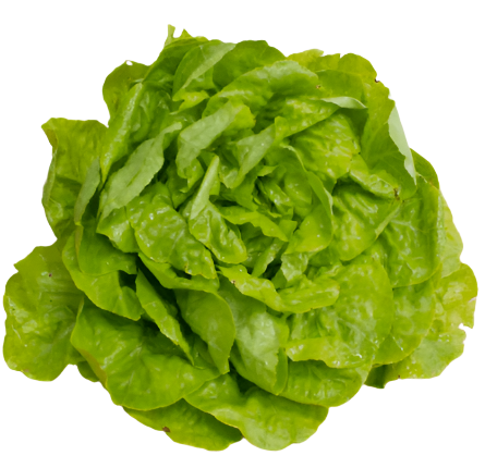 Lechuga Lisa Orgánica x Unidad