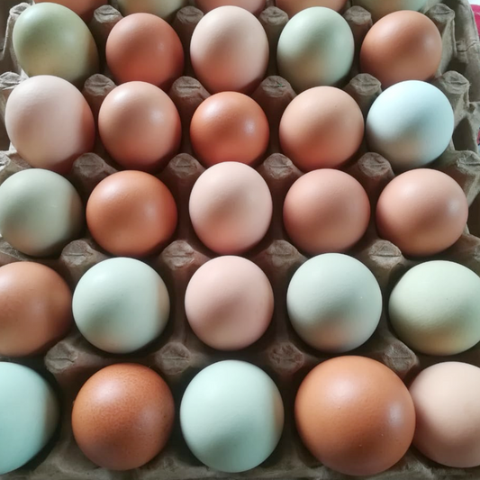 Huevos Criollos de Colores Mix
