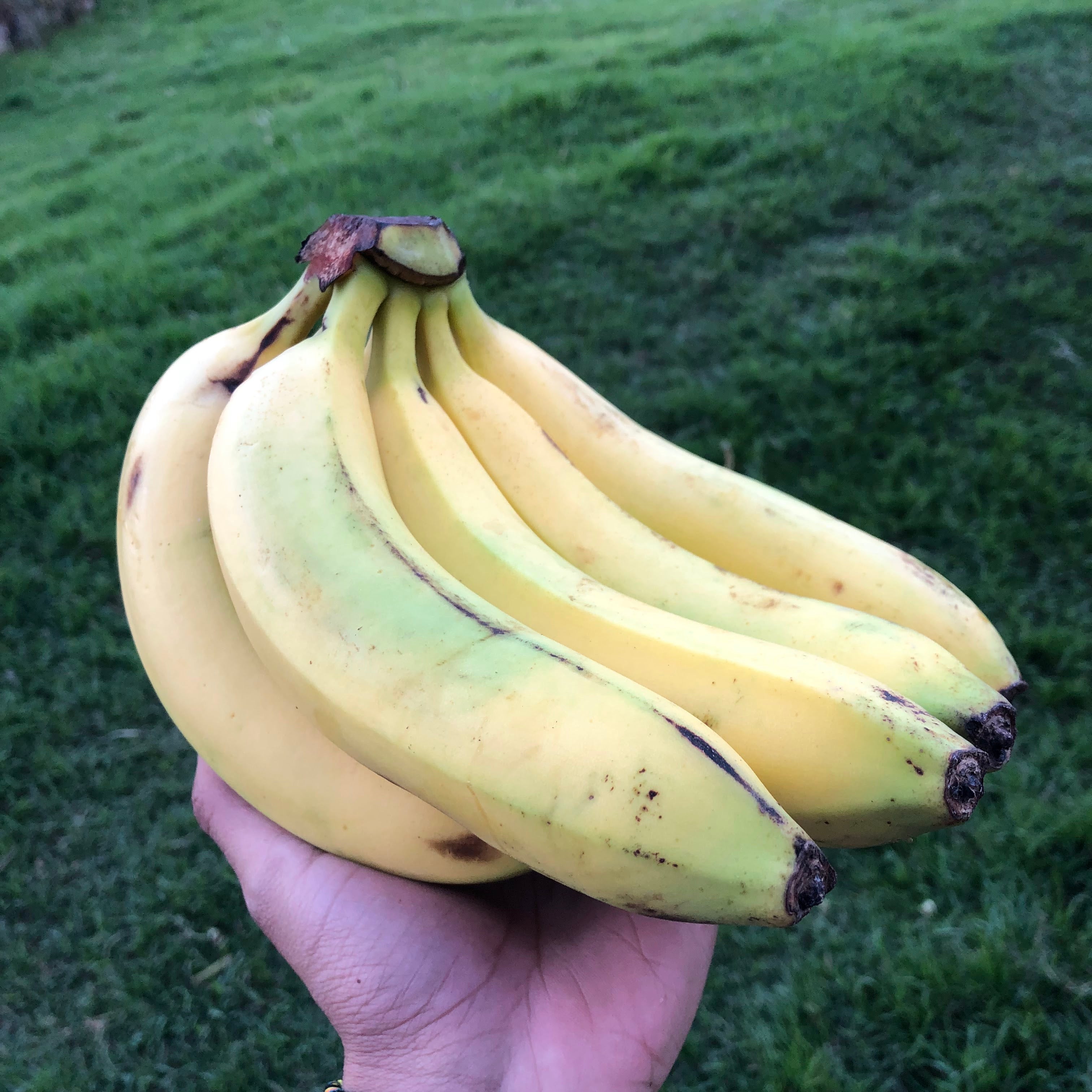 Banano orgánico x racimo