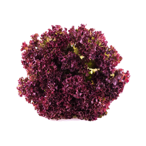 Lechuga Crespa Morada Orgánica x Unidad
